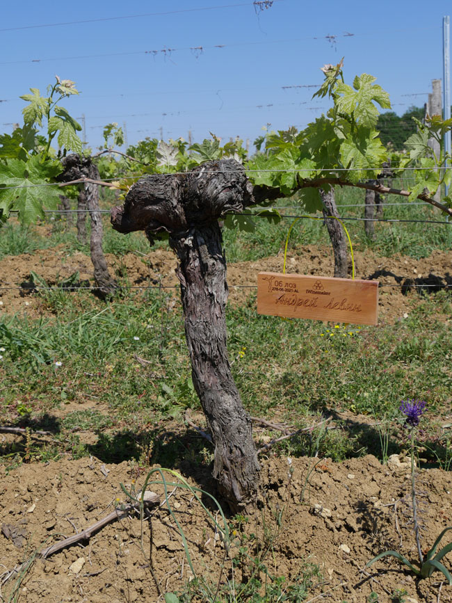 Виноградник на урожай